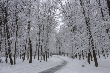 Yolun ortasında kış orman ve ağaç bir bulutlu gün arka planda karda