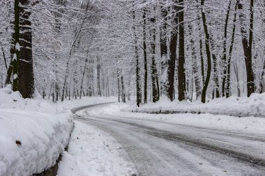 Yolun ortasında kış orman ve ağaç bir bulutlu gün arka planda karda