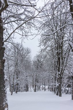 Kavram Kış Güzellik. Parke. Çıplak ağaçlar karla kaplı. Soğuk tazelik