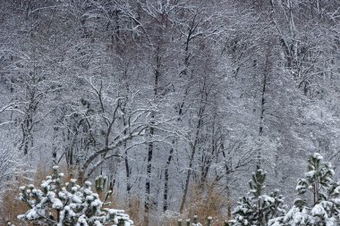 Kavram Kış Güzellik. Parke. Çıplak ağaçlar karla kaplı. Soğuk tazelik