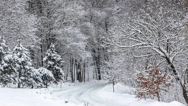 Strada Nella Foresta Invernale Gli Alberi Nella Neve Uno Sfondo — Foto Stock