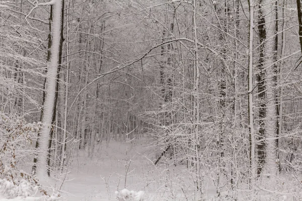 Concept Winter Beauty Hardwood Bare Trees Covered Snow Frosty Freshness — Stock Photo, Image