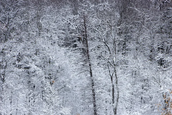 Концепция Зимней Красоты Хардвуд Голыми Деревьями Покрытыми Снегом Морозная Свежесть — стоковое фото