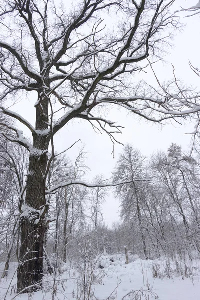 Concept Winter Beauty Hardwood Bare Trees Covered Snow Frosty Freshness — Stock Photo, Image