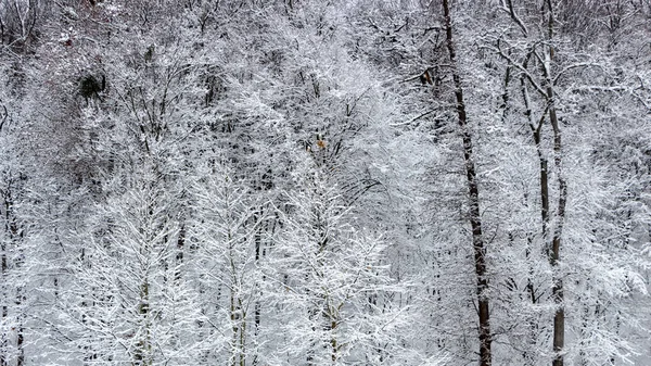 Concept Winter Beauty Hardwood Bare Trees Covered Snow Frosty Freshness — Stock Photo, Image