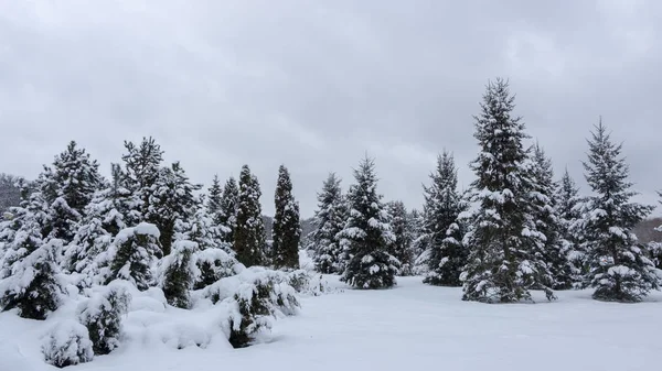 雪に覆われた針葉樹林 冬の美しさと鮮度の背景の概念 — ストック写真