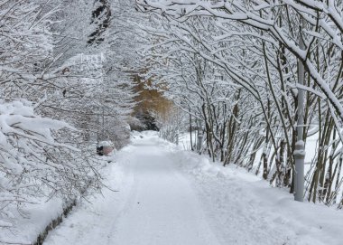 bulutlu bir donma gün karla kaplı bitkiler ile kış park