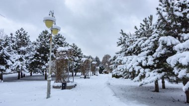 bulutlu bir donma gün karla kaplı bitkiler ile kış park
