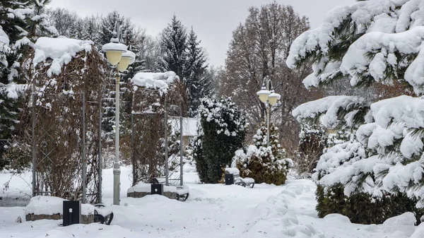 Parque Invierno Con Plantas Cubiertas Nieve Día Nublado Congelación — Foto de Stock