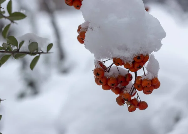 Ягоды Апельсинового Созревшего Горного Пепла Снежной Ветке Крупным Планом — стоковое фото