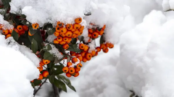 Ягоды Апельсинового Созревшего Горного Пепла Снежной Ветке Крупным Планом — стоковое фото
