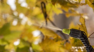 Bahçıvan genç Erik ağacından zararlıları ve hastalıkları şişe püskürtücü ile sprinkles. Püskürtücü elinde tutuyor