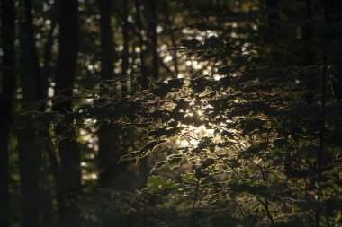 Ormanın içinde duman, güneş ışınlarının duman aydınlatmak.