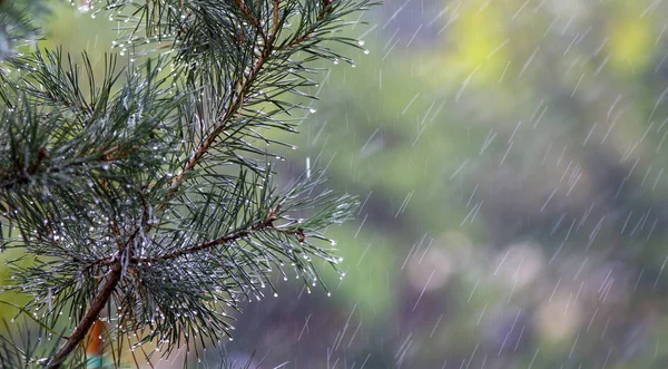 Chuva Cai Sobre Agulhas Pinheiro Perto — Fotografia de Stock