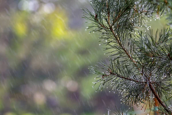 松の葉に雨の滴をクローズ アップ — ストック写真