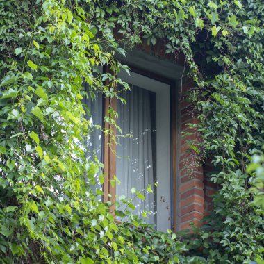 arka bahçesinde üzerinde yabani üzüm asma süs duvardan.