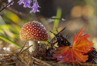 Amanita muscaria fly agaric red mushrooms with white spots in grass. clipart