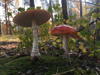 Amanita muscaria sinek agaric kırmızı mantar çim beyaz noktalar ile.
