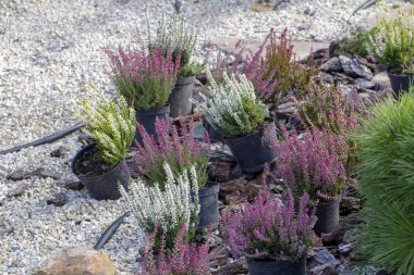 Calluna vulgaris Erica carnea kış heath karda yakın çekim