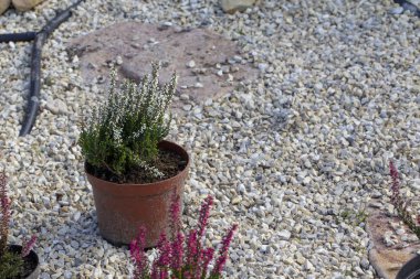 Calluna vulgaris Erica carnea kış heath karda yakın çekim