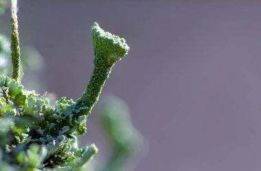 Orman zemin makro yakın çekim zemin üzerine yosun