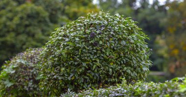 Vahşi Privet Ligustrum hedge kapatmak doku doğa bahçevan sanat örneği