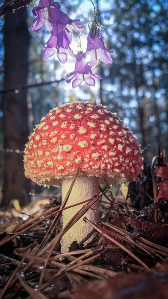 Amanita Muscaria Muchomůrka Červená Houby Bílými Skvrnami Trávě — Stock fotografie