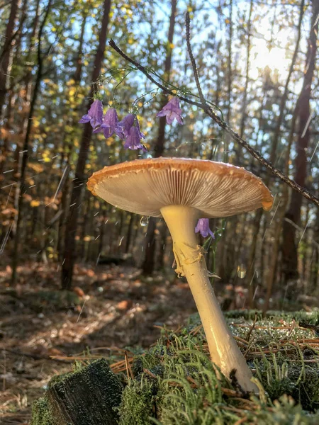 Amanita Muscaria Muchomor Czerwony Grzyby Białych Plam Trawie — Zdjęcie stockowe