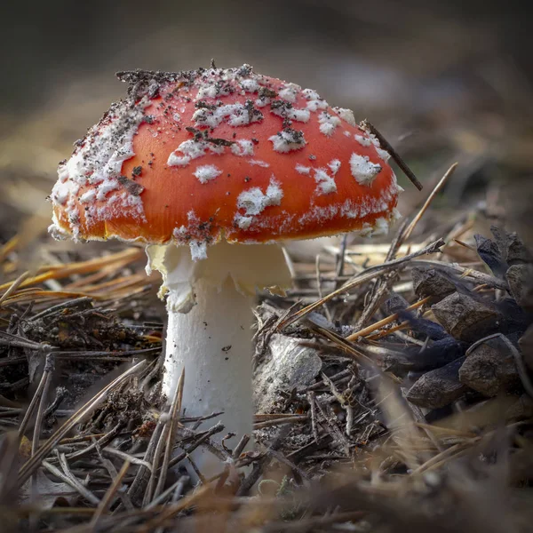 Amanita Muscaria Légyölő Galóca Piros Gomba Fehér Foltok Fűben — Stock Fotó