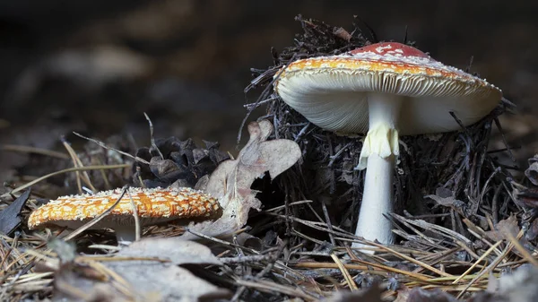 Amanita Muscaria Vliegenzwam Rode Paddestoelen Met Witte Vlekken Gras — Stockfoto