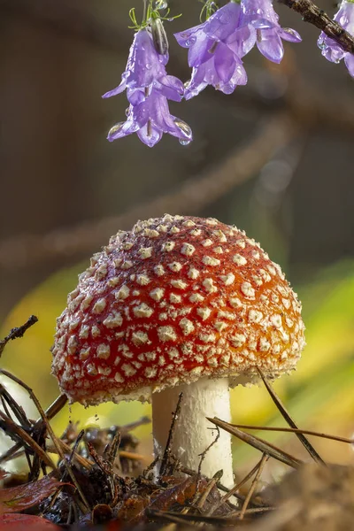 Amanita Muscaria Vliegenzwam Rode Paddestoelen Met Witte Vlekken Gras — Stockfoto