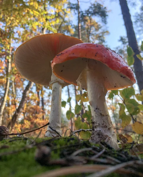 Amanita Muscaria Mosca Agárica Hongos Rojos Con Manchas Blancas Hierba —  Fotos de Stock