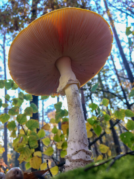 Amanita muscaria fly agaric red mushroms with white spots in grass
.