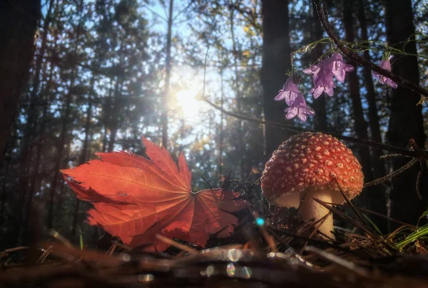 Amanita Muscaria Flugsvamp Röd Svamp Med Vita Fläckar Gräset — Stockfoto