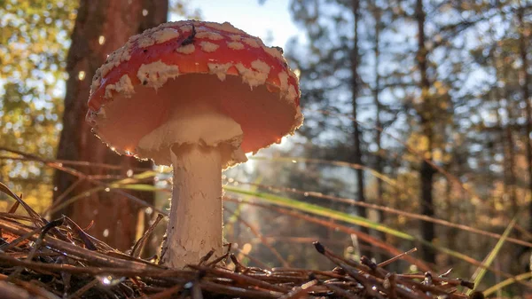 Amanita Muscaria Mosca Agárica Hongos Rojos Con Manchas Blancas Hierba —  Fotos de Stock