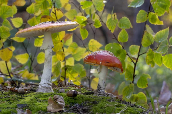 Amanita Muscaria Muchomor Czerwony Grzyby Białych Plam Trawie — Zdjęcie stockowe