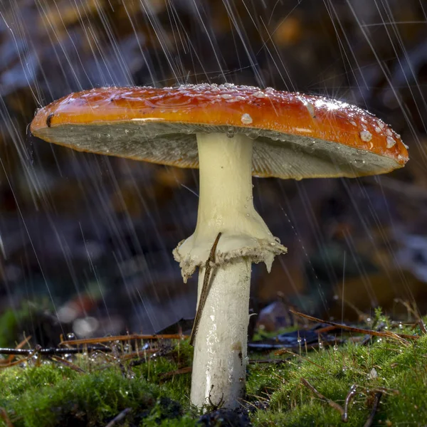 Amanita Muscaria Vliegenzwam Rode Paddestoelen Met Witte Vlekken Gras — Stockfoto