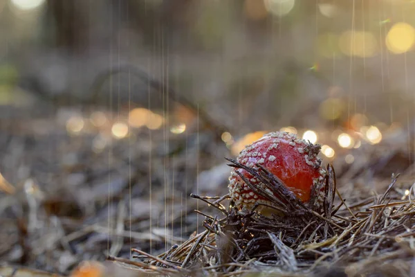 草の白い斑点とキノコの Amanita Muscaria ベニテングタケ赤 — ストック写真