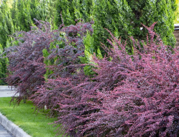 Berberis Hösten Buske Med Röda Blad Närbild — Stockfoto