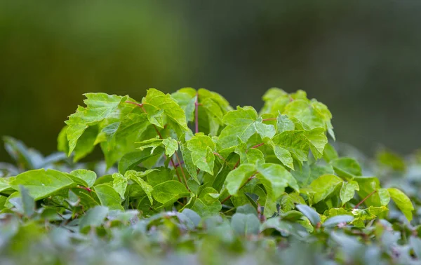 Wild Privet Ligustrum hedge close up nature texture A sample of topiary art — Stock Image Wild Privet Ligustrum Hedge Close Nature Texture Sample Topiary Art Royalty Free Stock Images