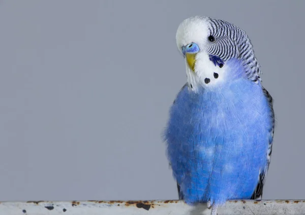 Egy Kék Hullámos Papagáj Egy Ketrecen Közelről — Stock Fotó