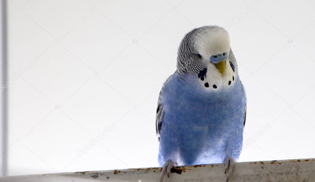 A blue wavy parrot sits on a cage close up