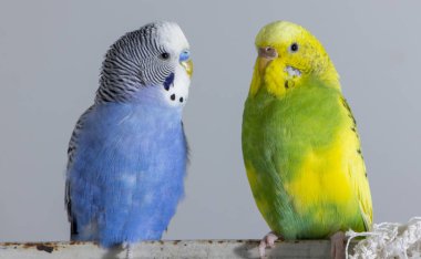 Dalgalı papağan öp. Küçük kuşlar dokundu birbirlerinin gagaları yakın çekim