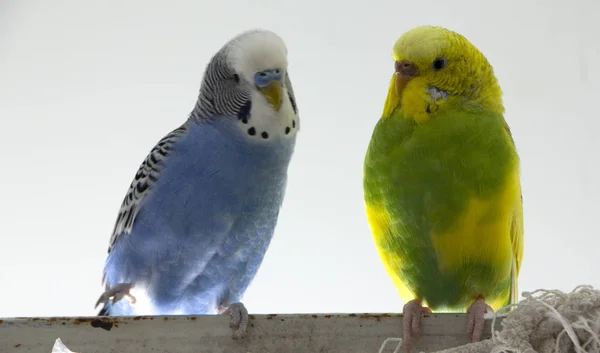 Csók Hullámos Papagájok Kis Madarak Megérintett Minden Más Csőr Közelről — Stock Fotó
