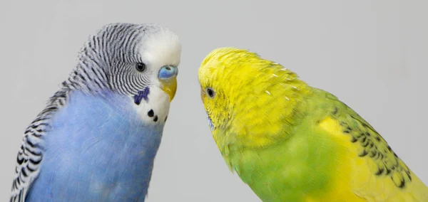 Kiss Papugi Faliste Ptaszki Dotykać Nawzajem Dzioby Bliska — Zdjęcie stockowe