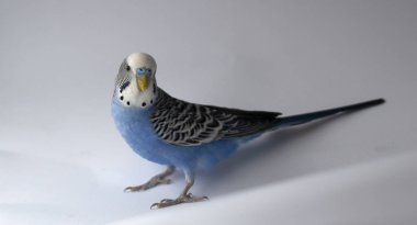 Mavi dalgalı bir papağan kafese yakın oturuyor.