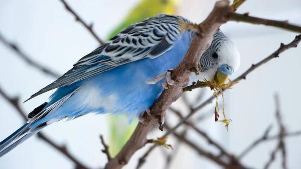 The male budgerigar sits on a tree branch and eats the bark of a tree Close up