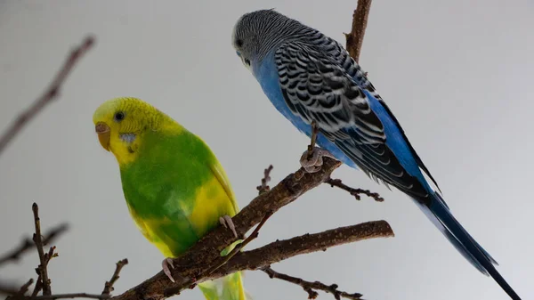 Male Budgerigar Sits Tree Branch Eats Bark Tree Close — Stock Photo, Image