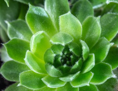 Echeviera yeşil yaprakları doku arka plan makro yeşil bahçe tesisi yakın çekim