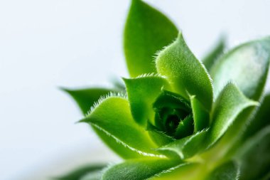 Echeviera yeşil yaprakları doku arka plan makro yeşil bahçe tesisi yakın çekim